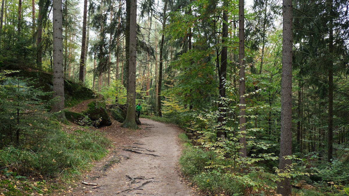 De Schwarzwald in de zomer: de Westweg wandelen en slapen op 650 meter hoogte