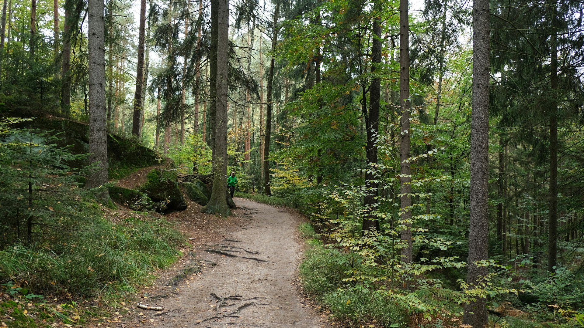 Wanderer auf europäischem Waldweg am Eifelsteig