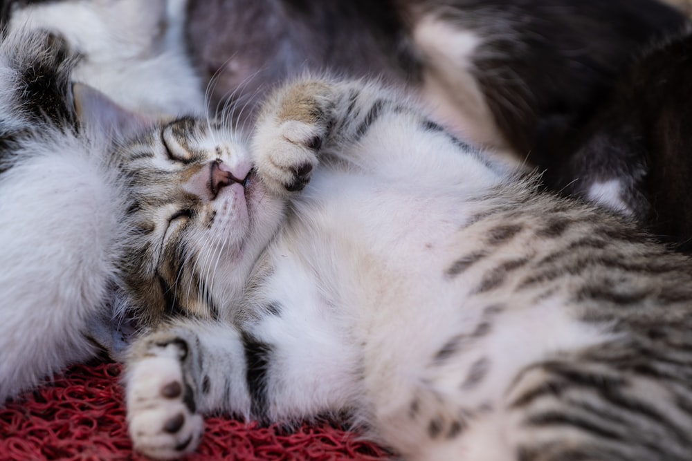 a cat is laying on its back on a rug