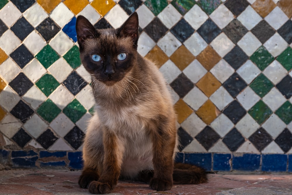 a siamese cat sitting in front of a tiled wall