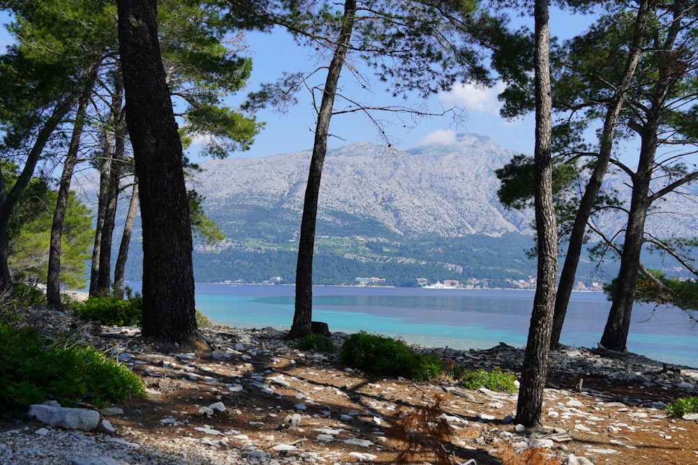 a view of a lake through some trees