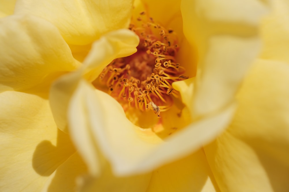 a close up of a yellow and white flower