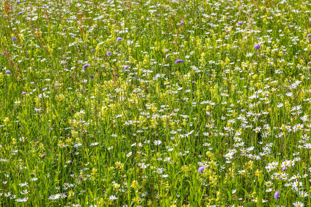 a field of wildflowers and other wildflowers