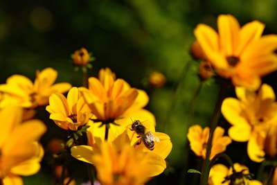 A vibrant beach scene with bees hovering over wildflowers near sandy dunes.