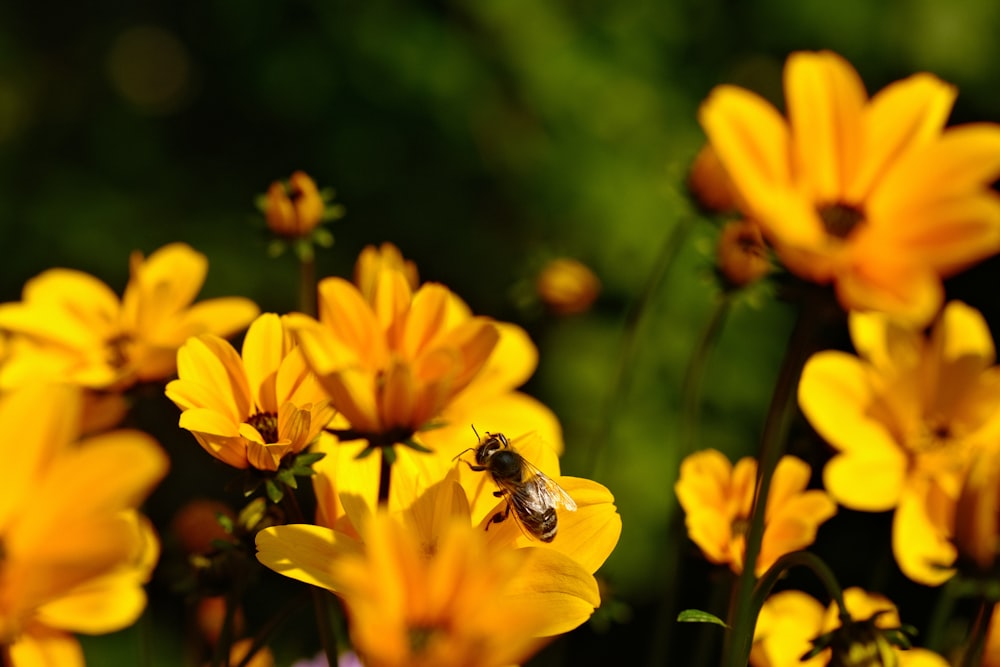 a bee is sitting on a yellow flower