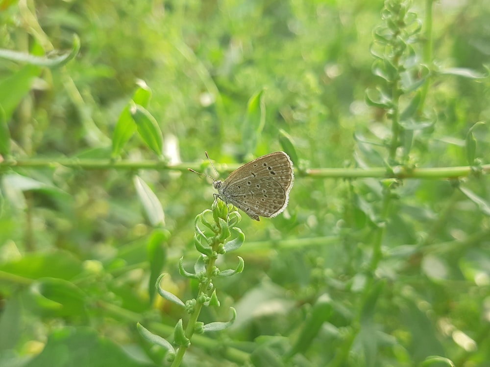 un petit papillon brun assis au sommet d’une plante verte