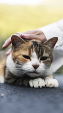 A pet sitter gently playing with a relaxed cat during a drop-in visit.