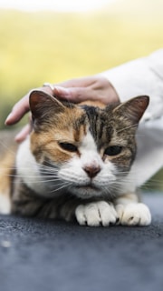 A happy pet owner gently brushing their cat with recommended grooming tools
