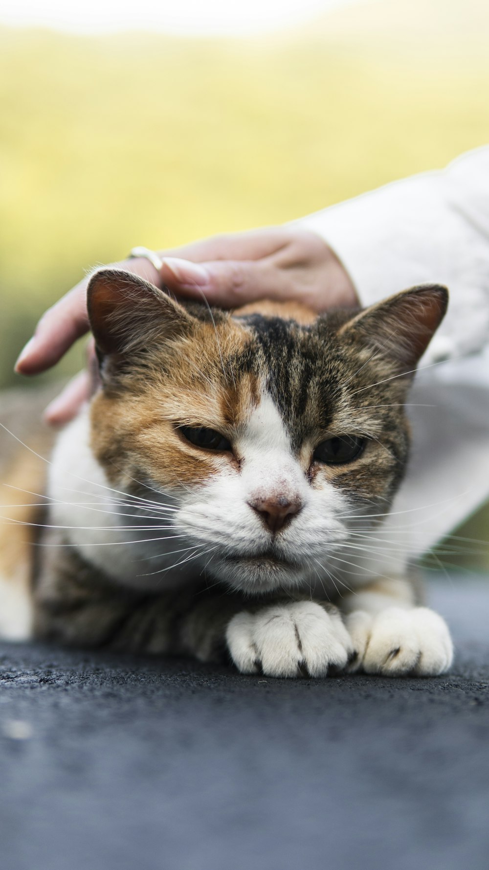 a close up of a person petting a cat