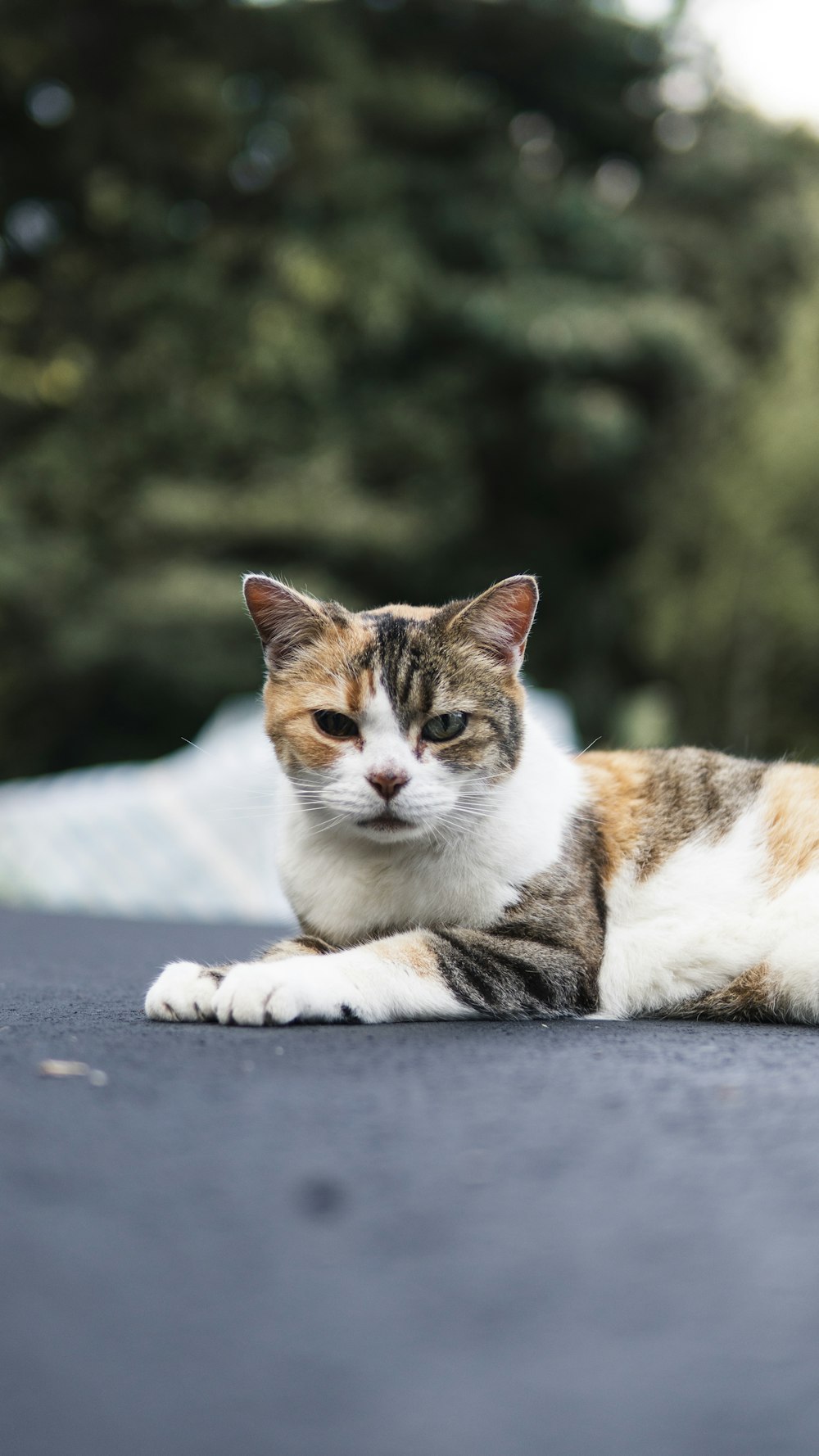 a calico cat laying on the ground looking at the camera