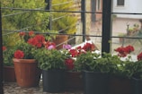 A sunlit balcony garden bursting with colorful flowers in pots.