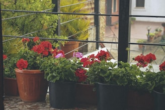 A balcony featuring several potted plants with vibrant red and purple flowers. The plants are placed in various containers, including terracotta pots and black planters. They are surrounded by lush green foliage and framed by a black metal railing. In the background, there are hints of a courtyard and brick wall.