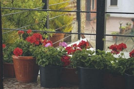 A balcony featuring several potted plants with vibrant red and purple flowers. The plants are placed in various containers, including terracotta pots and black planters. They are surrounded by lush green foliage and framed by a black metal railing. In the background, there are hints of a courtyard and brick wall.