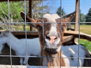 A close-up view of a brown and white goat standing behind a metal wire fence, with its nose pressed against the mesh. Another goat is visible in the background within a wooden shelter. The setting is grassy and sunny, suggesting an outdoor farm or petting zoo environment.