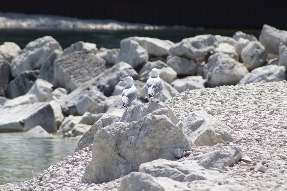 two seagulls sitting on a rock by a body of water
