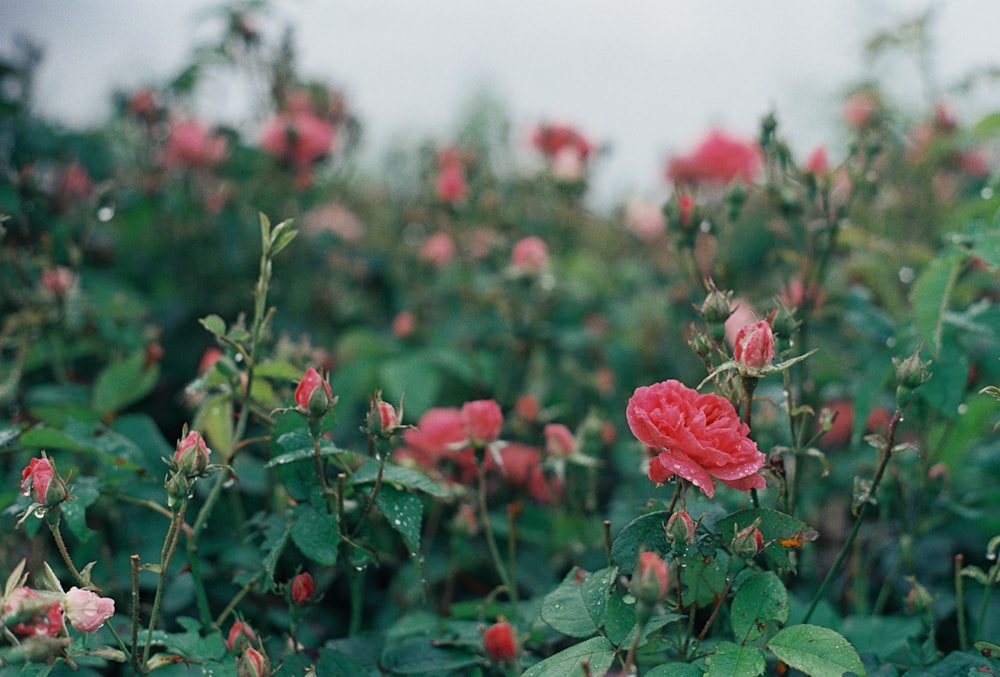 a field full of pink flowers with green leaves