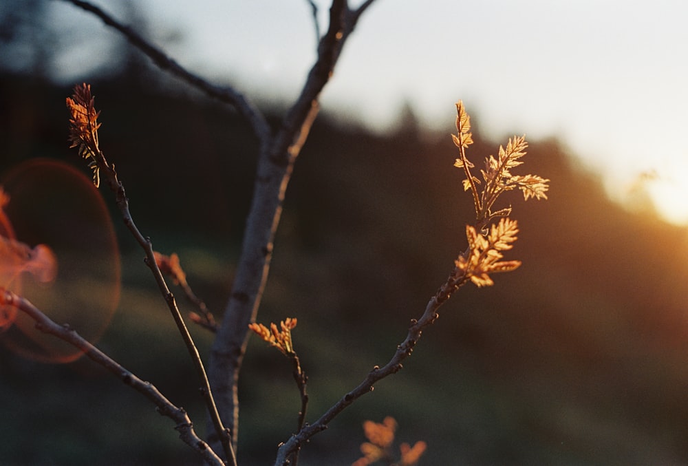 a close up of a tree with a sun in the background