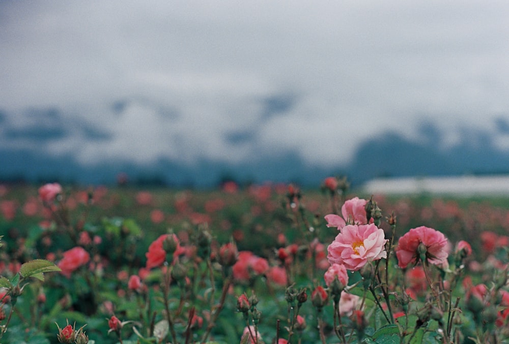 a field full of pink flowers under a cloudy sky