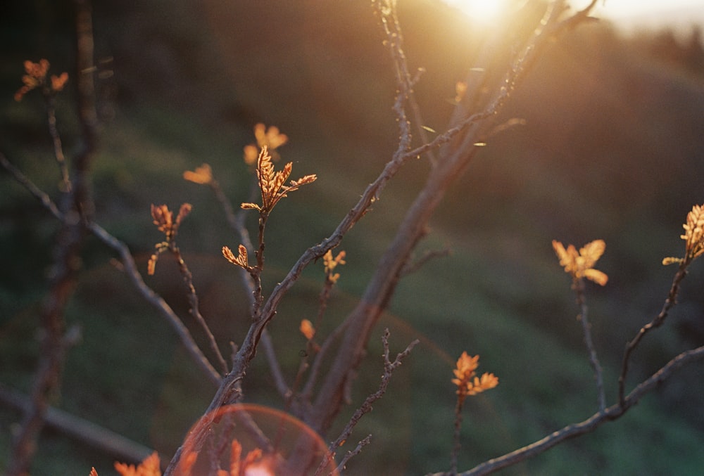 the sun is shining through the branches of a tree