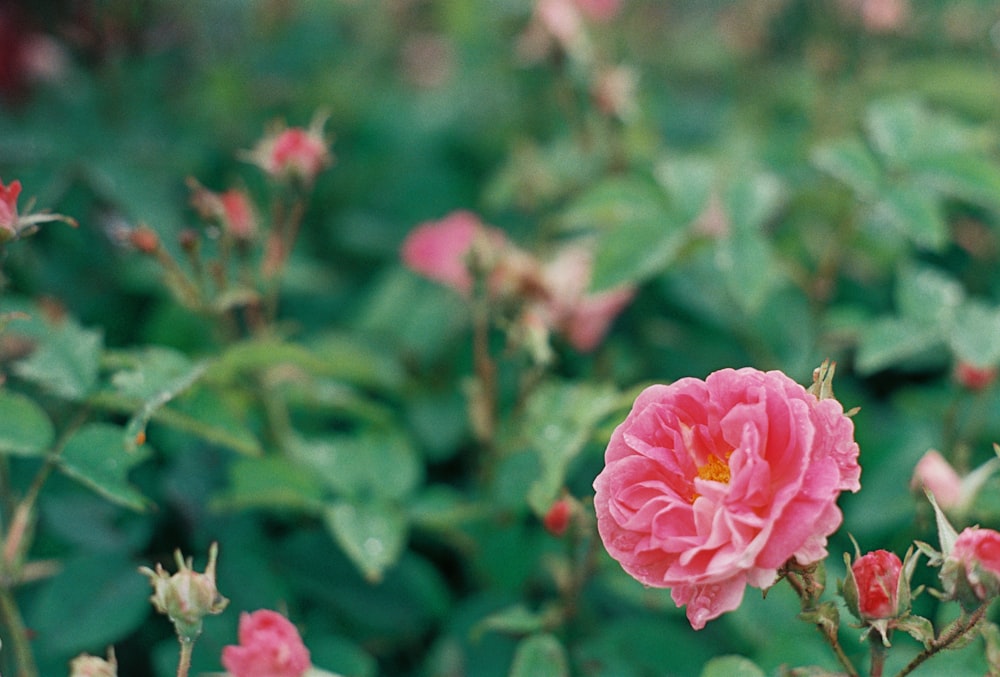 a close up of a pink flower on a bush