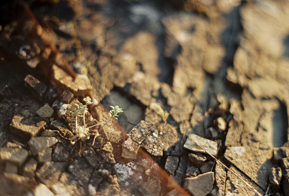 a small plant sprouts out of a crack in the ground