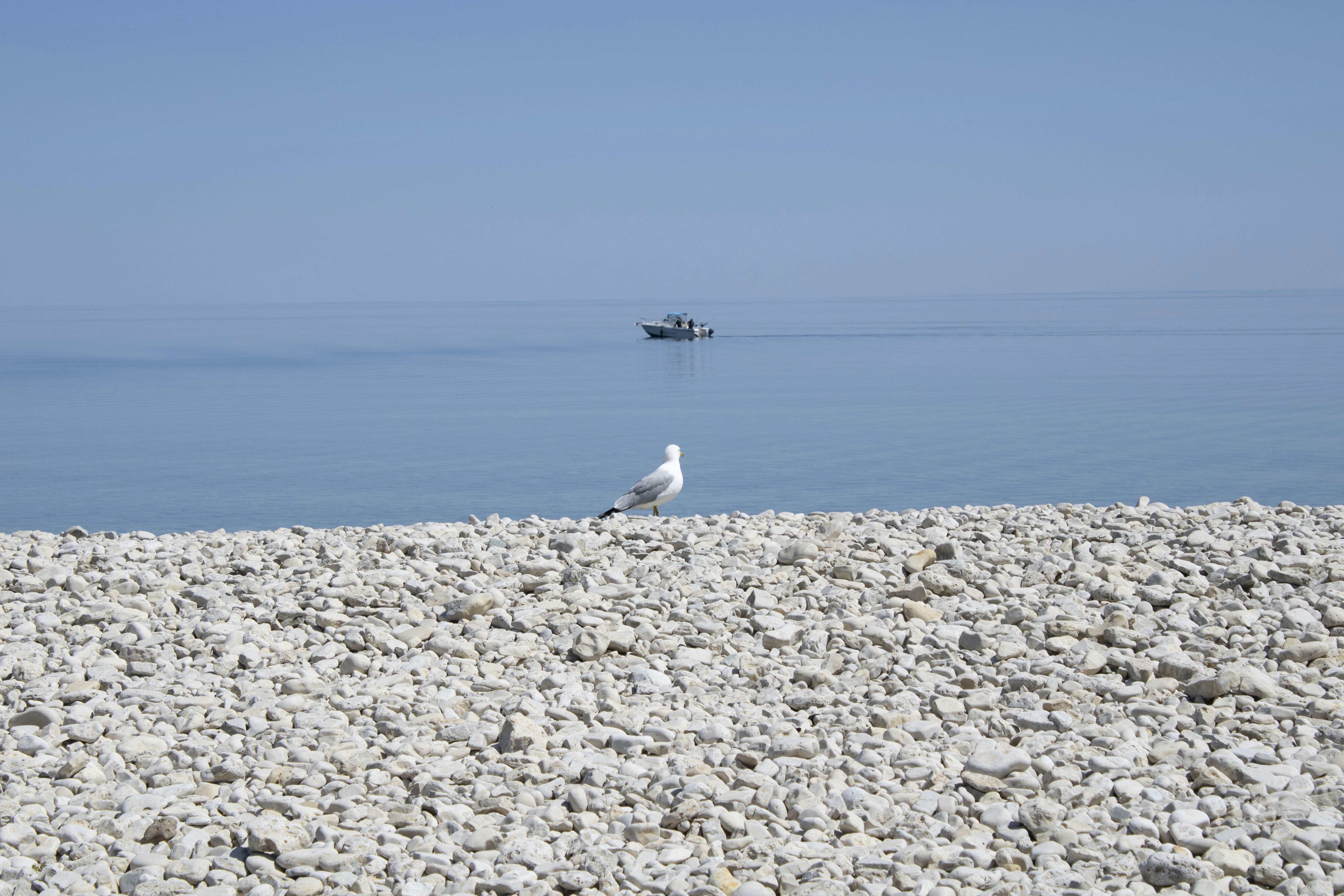 Un gabbiano seduto su una spiaggia rocciosa vicino all'oceano