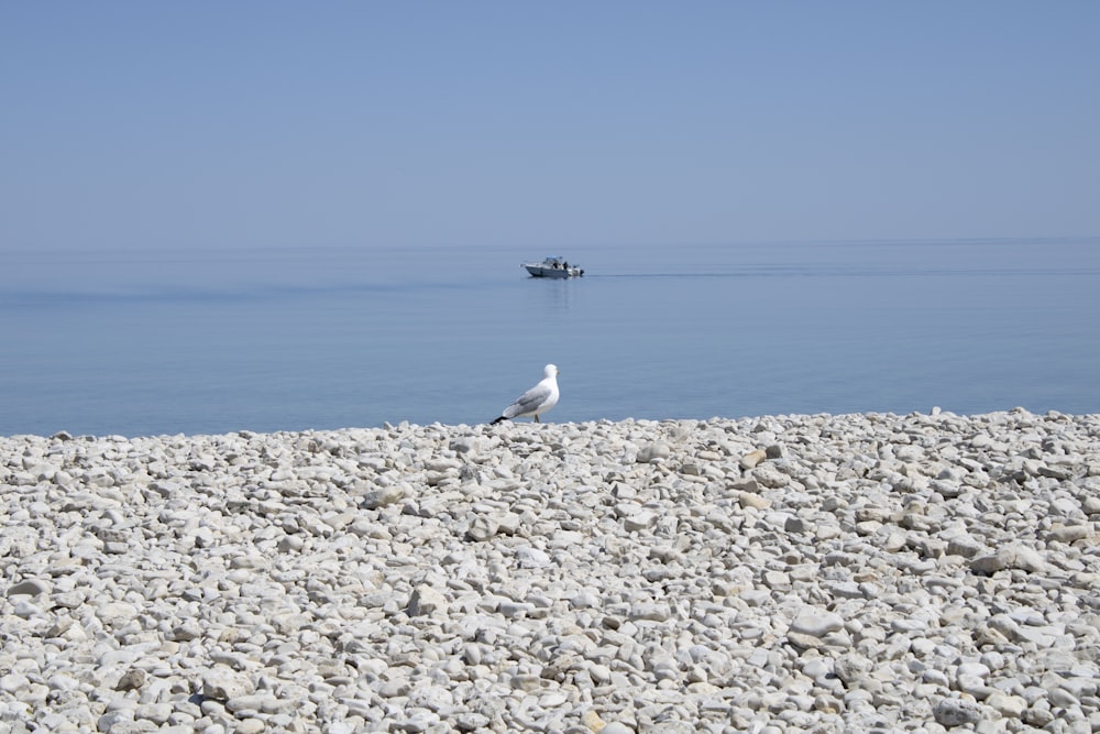 a seagull sitting on a rocky beach next to the ocean
