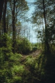 A peaceful forest path leading to a sunlit clearing.