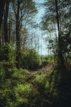 A serene path through a sunlit forest symbolizing a peaceful spiritual journey.