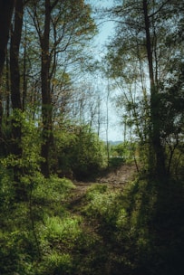 A serene path through a forest representing a journey towards personal growth.