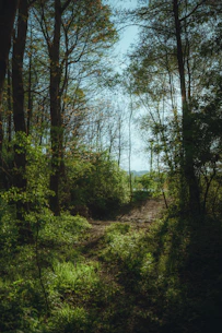 A serene forest path bathed in soft morning light, inviting calm and reflection.