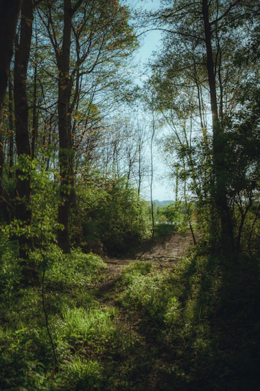 A serene path lined with tall trees bathed in soft morning light, inviting walkers on their journey.