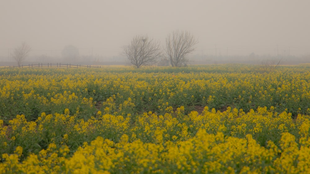 a foggy field with yellow flowers in the foreground