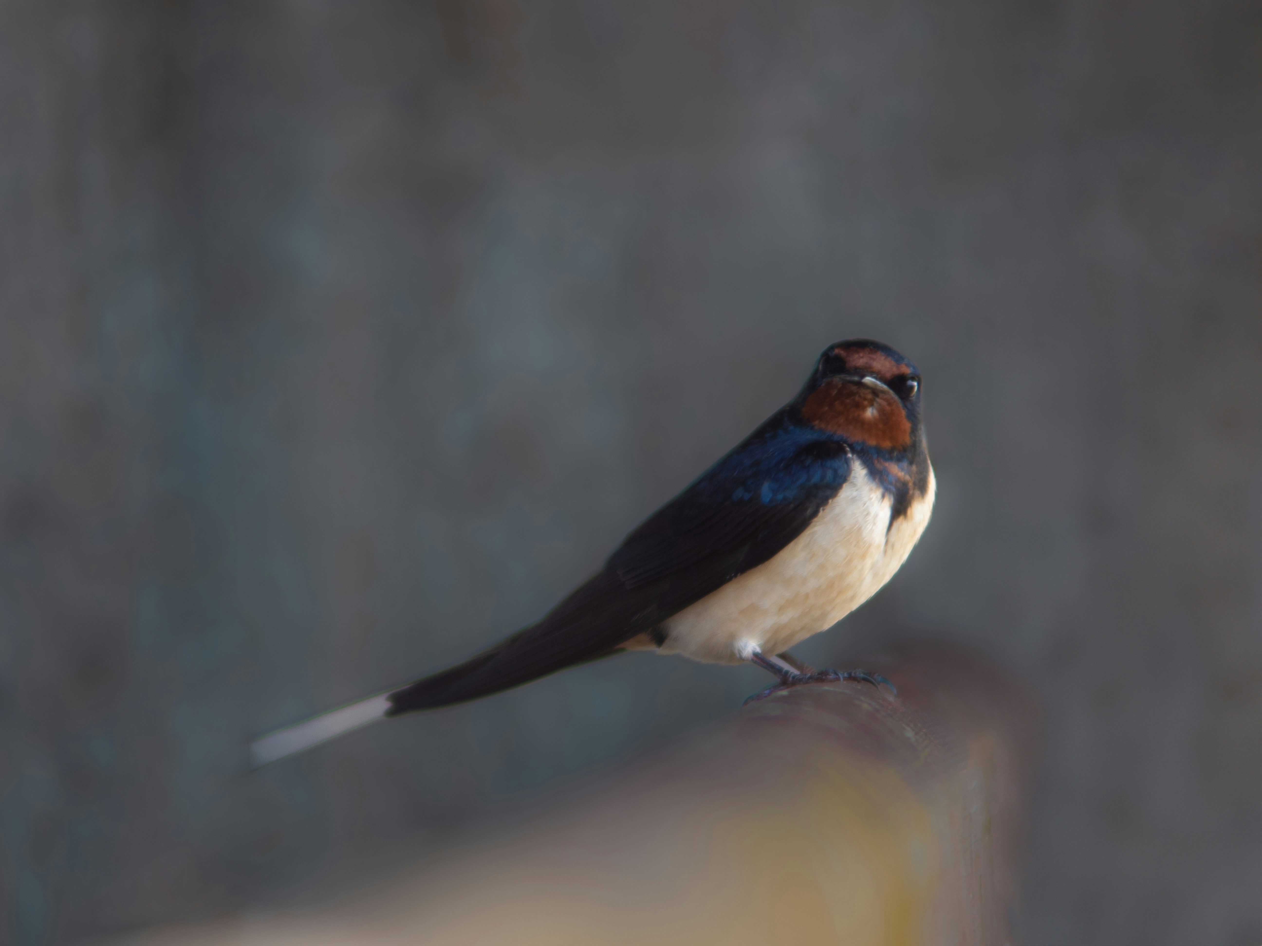 a small bird sitting on top of a wooden pole