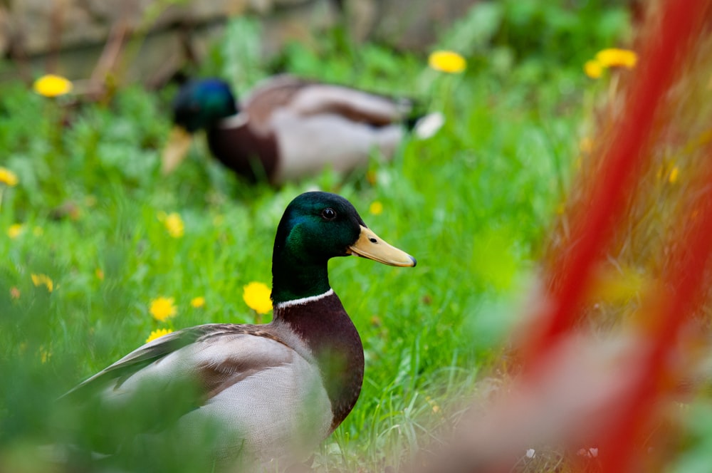 a couple of ducks sitting on top of a lush green field