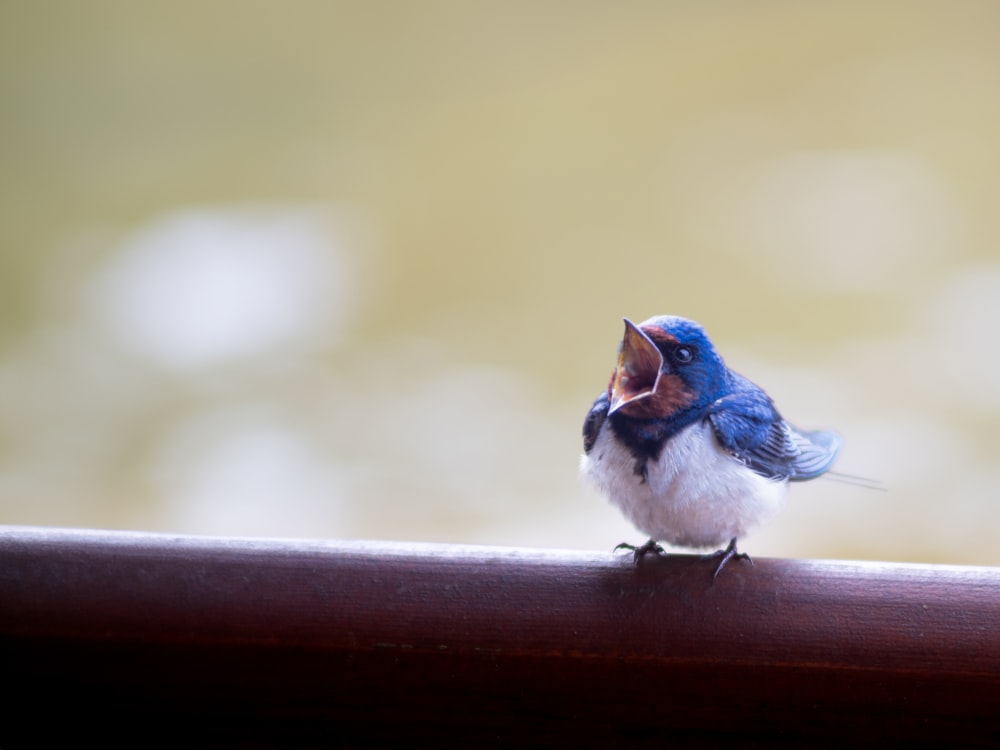 a small blue bird sitting on top of a wooden rail