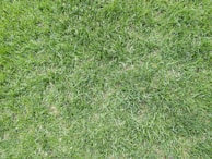 A closely cropped view of lush green grass, displaying various shades of green with a dense and uneven texture. The grass appears healthy and well-maintained, indicating a natural outdoor setting.