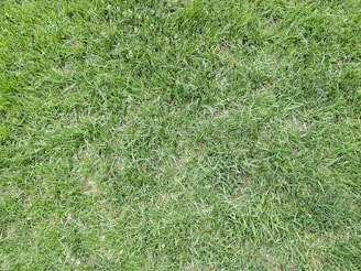 A closely cropped view of lush green grass, displaying various shades of green with a dense and uneven texture. The grass appears healthy and well-maintained, indicating a natural outdoor setting.