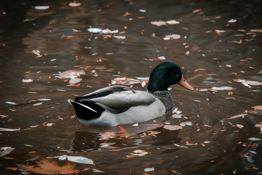 a duck floating on top of a body of water