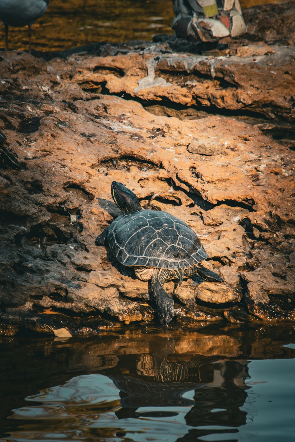 a turtle is sitting on the rocks by the water