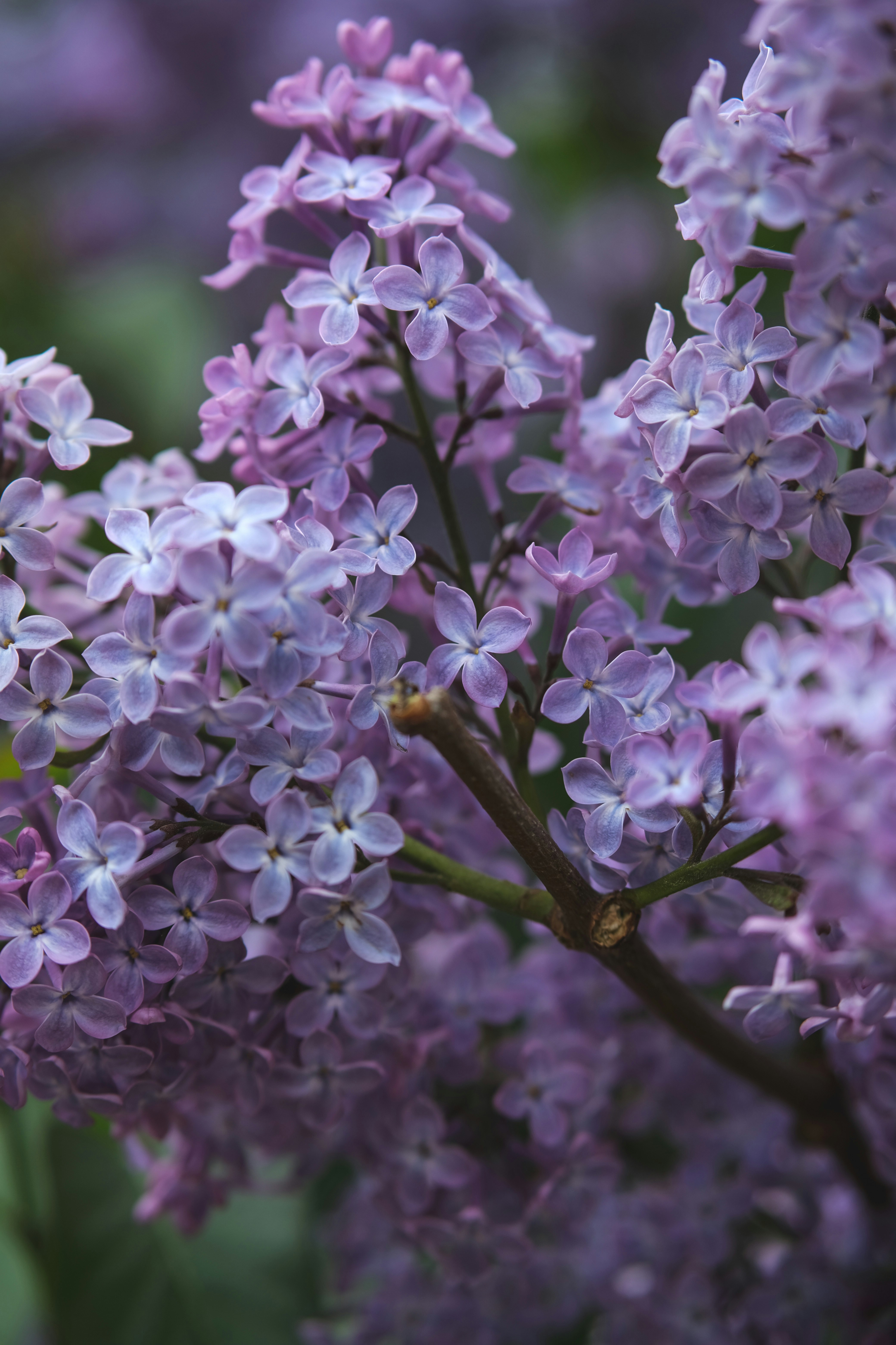 Photo by rolig_basseng