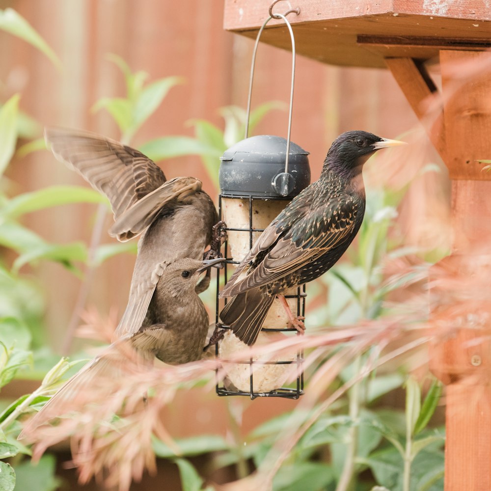 a couple of birds that are on a bird feeder