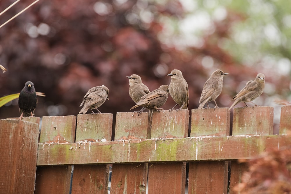 a group of birds sitting on top of a wooden fence