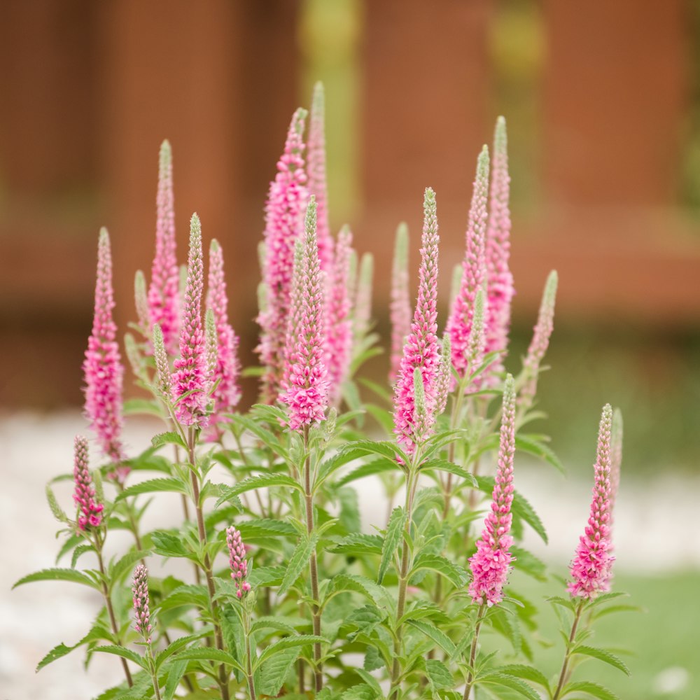 a close up of a plant with pink flowers