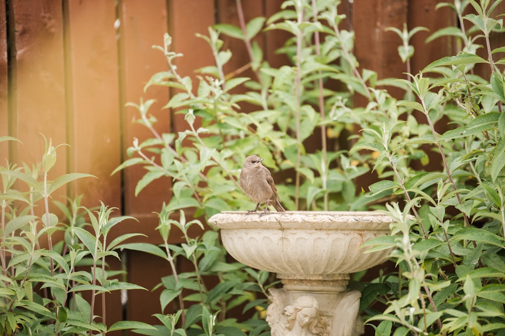 a small bird perched on top of a bird bath in a garden