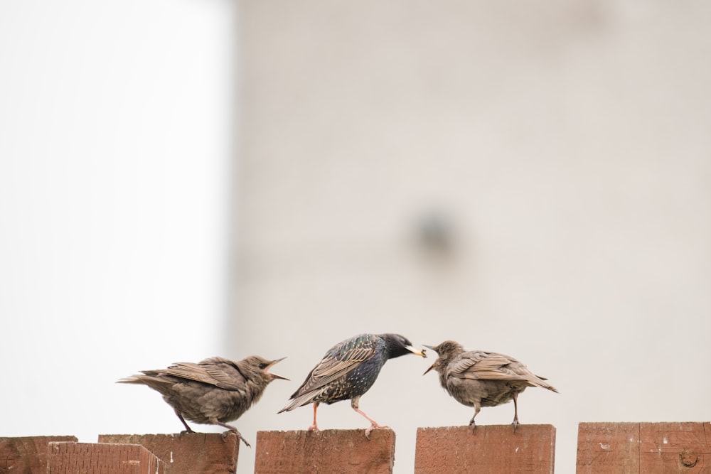 a couple of birds standing on top of a wooden fence