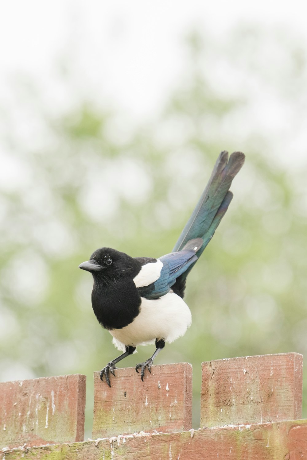 a black and white bird sitting on top of a wooden fence