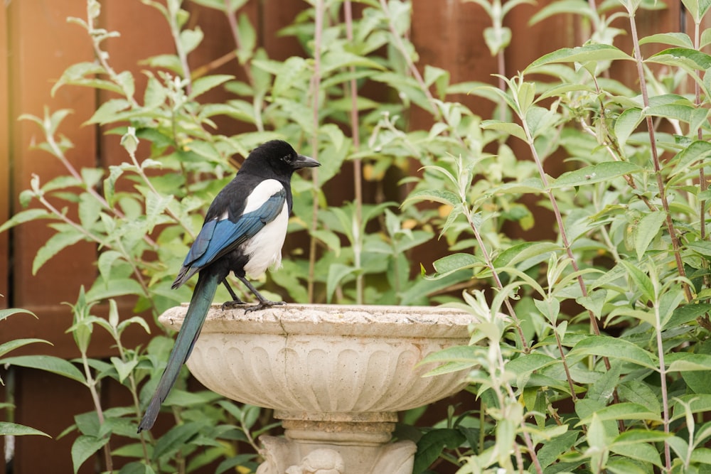 a black and blue bird sitting on top of a planter