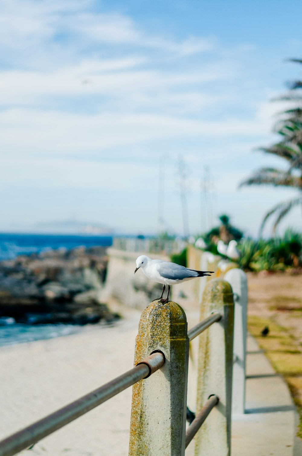 a seagull is sitting on a railing by the beach