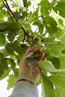 A hand picking fresh fruits from bushes in a lush garden at the León farm.
